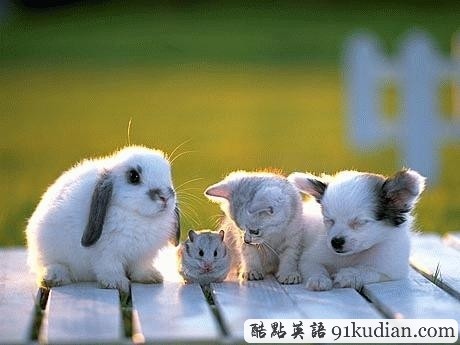 趣圖妙語:動物用行動告訴人類友誼的真正含義