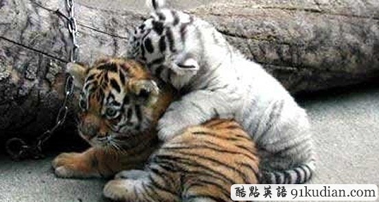 趣圖妙語:動(dòng)物用行動(dòng)告訴人類友誼的真正含義