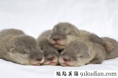 趣圖妙語:新生水獺寶寶