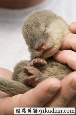 趣圖妙語(yǔ):新生水獺寶寶