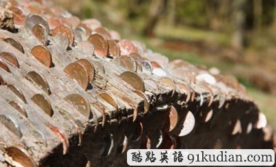 大千世界:英國(guó)驚現(xiàn)數(shù)棵"搖錢樹"