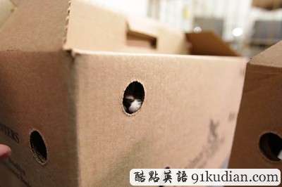 萌物語:貓咪TV show現(xiàn)場實錄