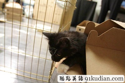 萌物語(yǔ):貓咪TV show現(xiàn)場(chǎng)實(shí)錄