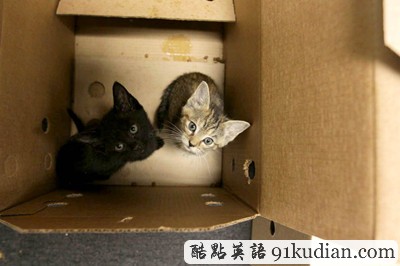 萌物語(yǔ):貓咪TV show現(xiàn)場(chǎng)實(shí)錄