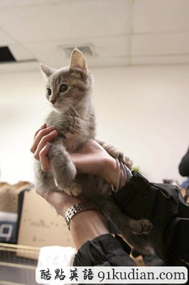 萌物語:貓咪TV show現(xiàn)場實錄