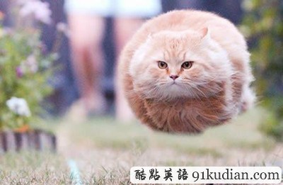 趣圖妙語:我們也懂得何為喜感~