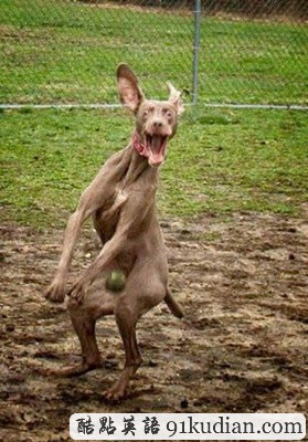 趣圖妙語:我們也懂得何為喜感~