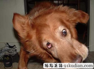 趣圖妙語:我們也懂得何為喜感~