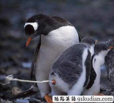 趣圖妙語(yǔ):我們也懂得何為喜感~