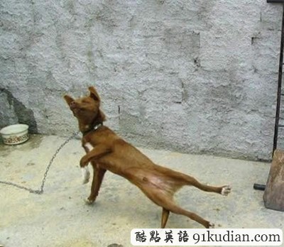 趣圖妙語:我們也懂得何為喜感~