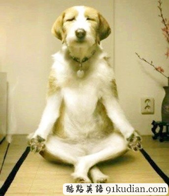 趣圖妙語:動物版本看圖說話(上)