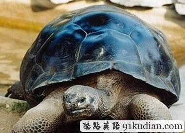 恩愛115年烏龜夫婦終