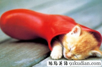 趣圖妙語:動物萌物語之我們愛睡覺