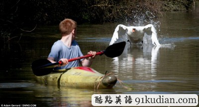 趣圖妙語:巨型天鵝襲人四連拍