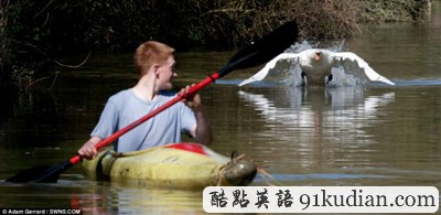 趣圖妙語:巨型天鵝襲人四連拍