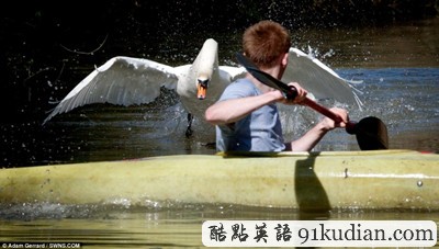 趣圖妙語:巨型天鵝襲人四連拍