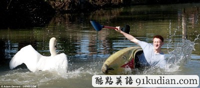 趣圖妙語:巨型天鵝襲人四連拍