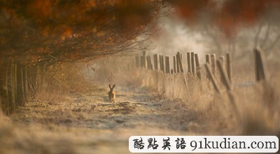 英國2011年野生動物攝影比賽獲獎?wù)掌? height=