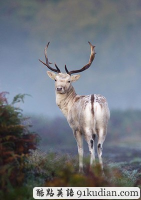 英國2011年野生動物攝影比賽獲獎照片