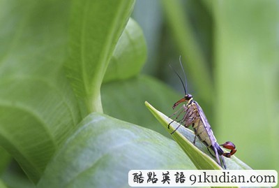 英國(guó)2011年野生動(dòng)物攝影比賽獲獎(jiǎng)?wù)掌? height=