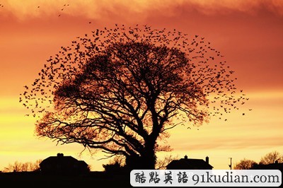 英國2011年野生動物攝影比賽獲獎照片