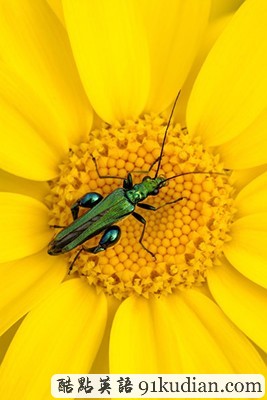 英國2011年野生動(dòng)物攝影比賽獲獎(jiǎng)?wù)掌? height=