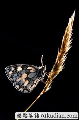 英國2011年野生動物攝影比賽獲獎?wù)掌? height=