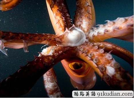 68歲韓國女子嘴里育出魷魚仔