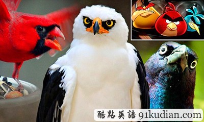 趣圖妙語:現(xiàn)實版本《憤怒的小鳥》