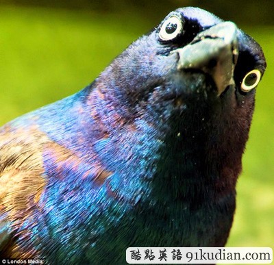 趣圖妙語:現(xiàn)實版本《憤怒的小鳥》