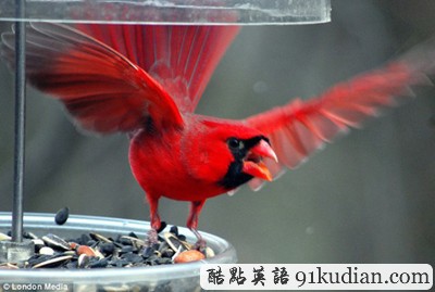 趣圖妙語(yǔ):現(xiàn)實(shí)版本《憤怒的小鳥(niǎo)》