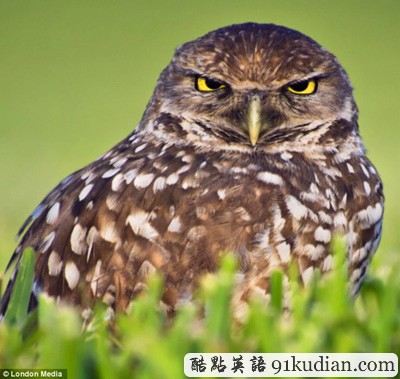 趣圖妙語(yǔ):現(xiàn)實(shí)版本《憤怒的小鳥(niǎo)》