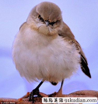 趣圖妙語:現(xiàn)實版本《憤怒的小鳥》