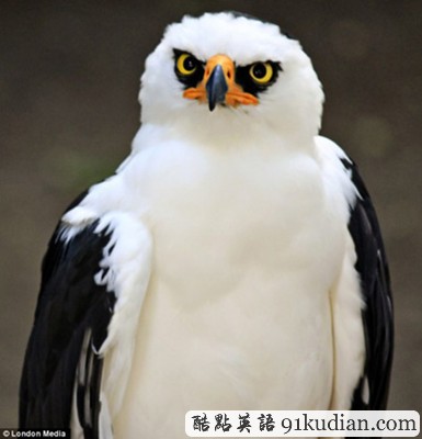 趣圖妙語:現(xiàn)實版本《憤怒的小鳥》