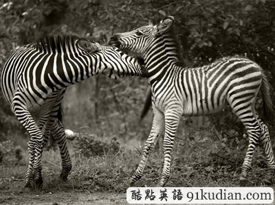 環(huán)球之旅:2012走遍全世界(5)之奇趣大自然