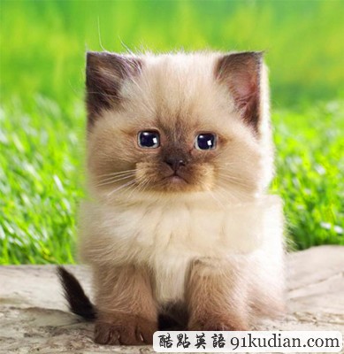 趣圖妙語:如果這個(gè)世界是方的