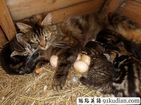 聞所未聞:貓雞互助撫育下一代