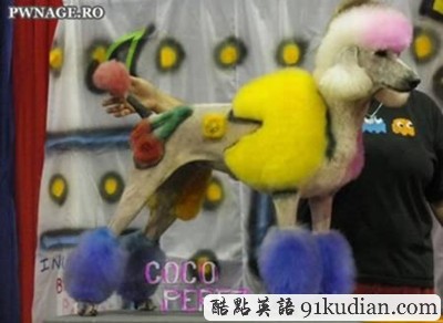 趣圖妙語(yǔ):時(shí)尚大比拼 貓貓狗狗也愛美