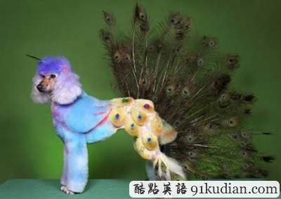 趣圖妙語:時尚大比拼 貓貓狗狗也愛美