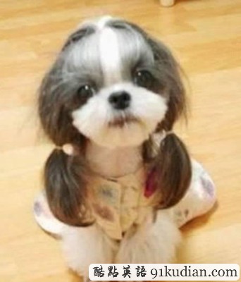 趣圖妙語:時尚大比拼 貓貓狗狗也愛美