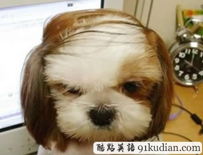 趣圖妙語:時(shí)尚大比拼 貓貓狗狗也愛美