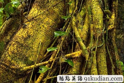 找出自然界的偽裝大師 練就火眼金睛