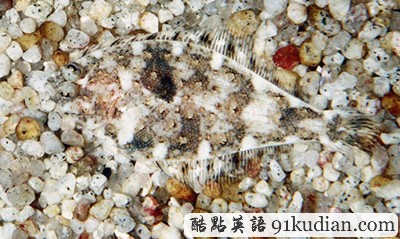 找出自然界的偽裝大師 練就火眼金睛