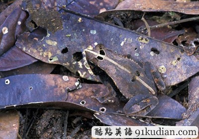 找出自然界的偽裝大師 練就火眼金睛