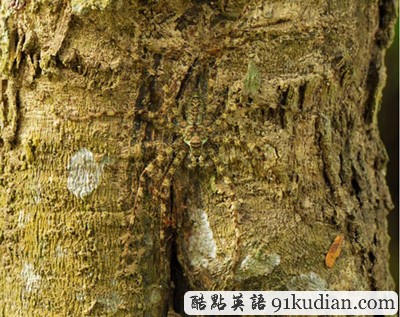 找出自然界的偽裝大師 練就火眼金睛