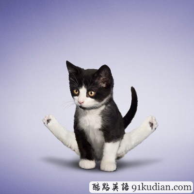 趣圖妙語:小清新練瑜伽 貓貓狗狗愛健身