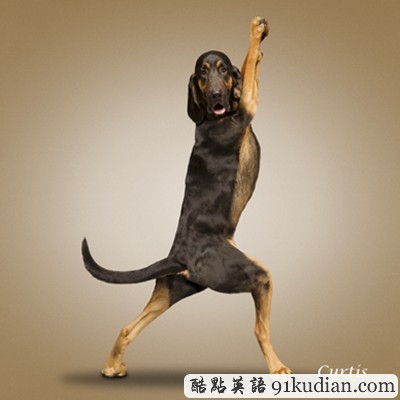 趣圖妙語:小清新練瑜伽 貓貓狗狗愛健身