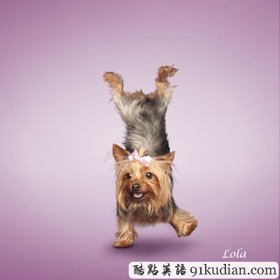 趣圖妙語(yǔ):小清新練瑜伽 貓貓狗狗愛(ài)健身