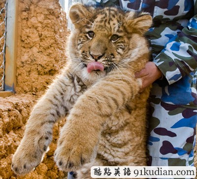 大千世界:罕見獅虎獸寶寶 寧波首亮相