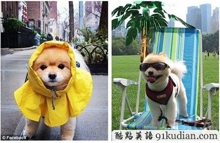 爆紅網(wǎng)絡萌狗引發(fā)情侶50萬美元訴訟大戰(zhàn)